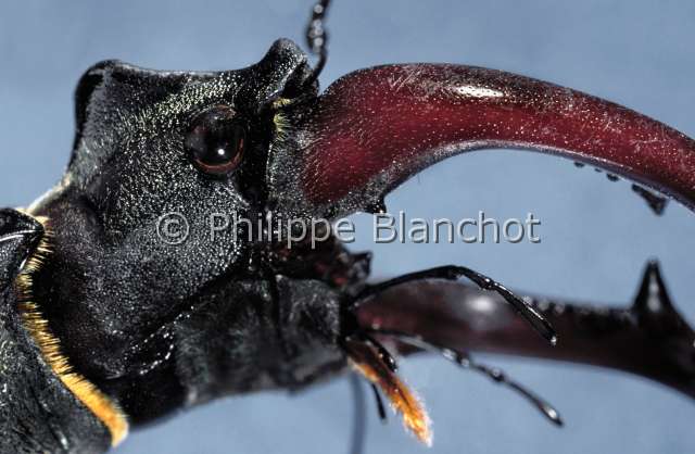 Lucanus cervus.JPG - Lucanus cervus (Portrait)Lucane maleEuropean stag beetleColeopteraLucanidaeFrance